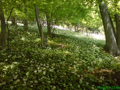 Plantaža čemaža