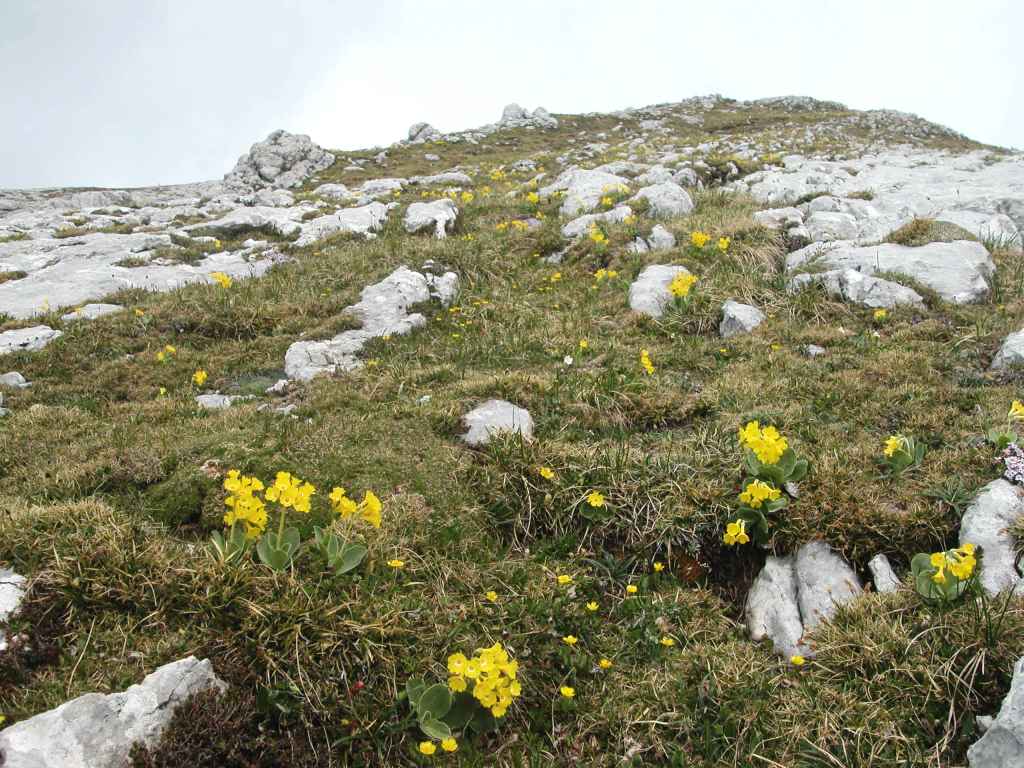 avrikelj -lepi jeglič.jpg