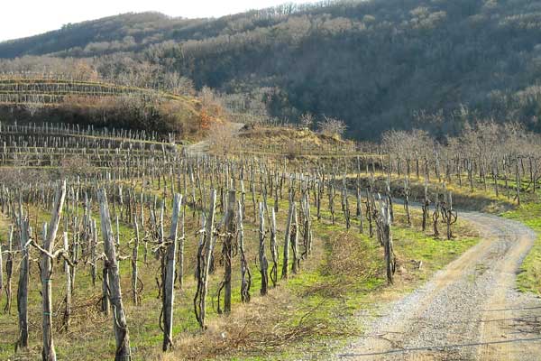 med Brjami in Vrtovcami