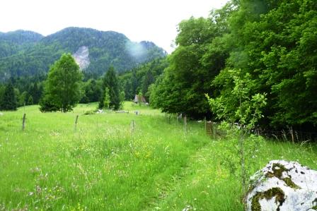 v iskanju prave poti ,ki pripelje  z leve v gozdu